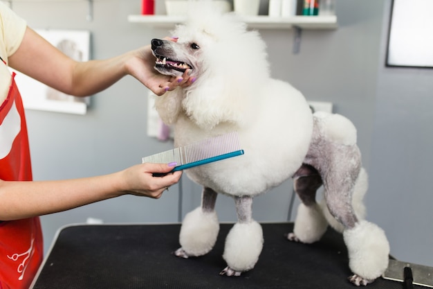 Kobieta groomer szczotkowanie pudel miniaturowy biały w salonie pielęgnacji.