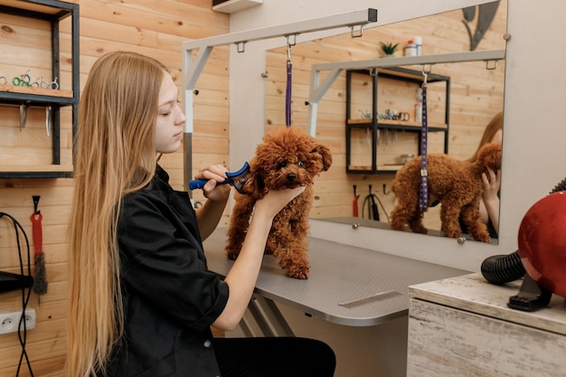 Kobieta groomer szczotkowanie włosów filiżanka do herbaty psa z grzebieniem po kąpieli w salonie fryzjerskim Kobieta fryzjerka dla zwierząt robi fryzurę w klinice weterynaryjnej spa