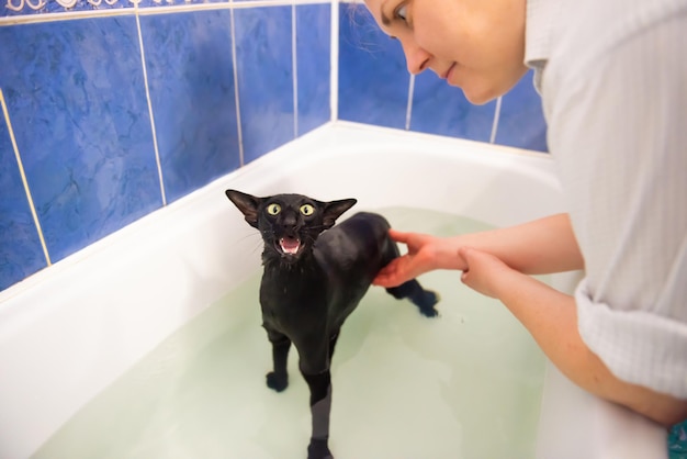 Kobieta i czarny kot w kąpieli w wodzie