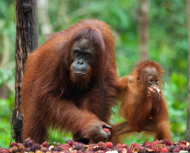 Kobieta i młody orangutan jedzą owoce. Indonezja. Wyspa Kalimantan (Borneo).