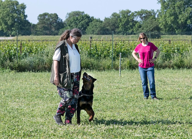 Kobieta i rottweiler w naturze