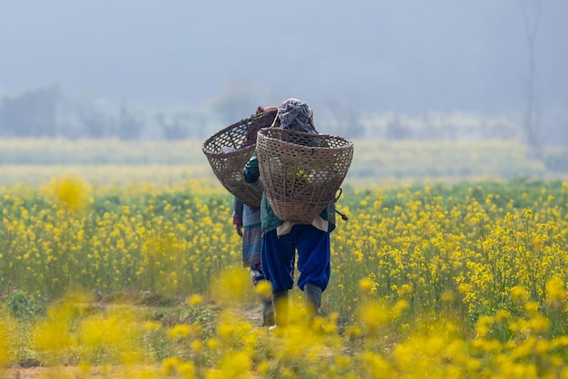 Kobieta idzie przez pole żółtych kwiatów z koszami na plecach.