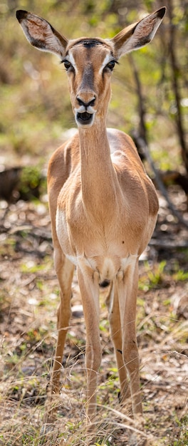 Kobieta Impala Aepyceros Melampus portret