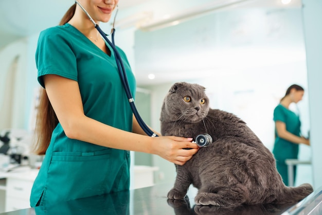 Kobieta lekarz weterynarii bada kota na stole w klinice weterynaryjnej Leczenie zwierząt domowych