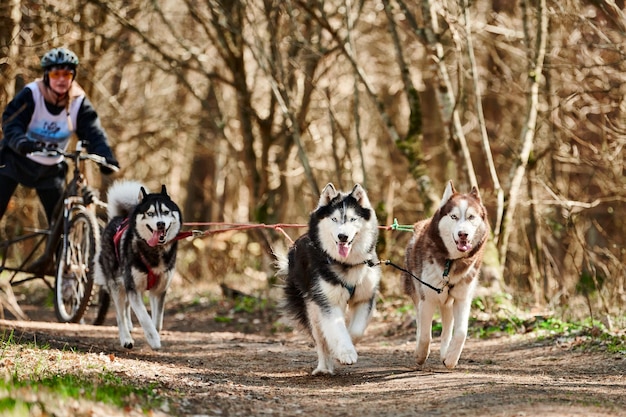 Kobieta Maszer Jeździ Na Trójkołowym Wózku Z Trzema Psami Zaprzęgowymi Siberian Husky W Uprzęży W Lesie