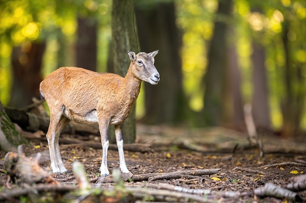 Kobieta Muflon Obserwując W Lesie Jesienią Natura.