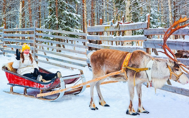 Kobieta Na Saniach Reniferów W Finlandii W Rovaniemi Na Farmie W Laponii. Pani Na Bożonarodzeniowych Saniach Podczas Zimowego Safari Na Sankach Ze śniegiem Biegun Północny Arktyki Fińskiej. Selektywne Skupienie