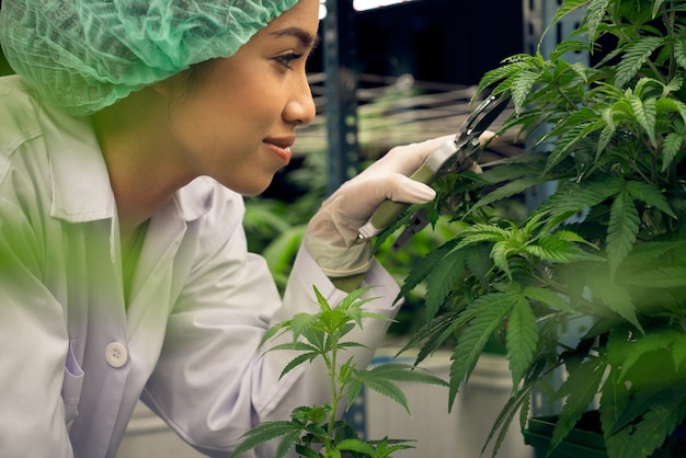 Kobieta naukowiec przycina satysfakcjonującą młodą roślinę konopi na doniczce w laboratorium
