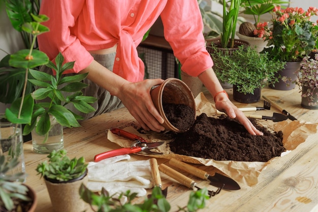 Kobieta ogrodniczka doniczkowa nowej rośliny i przesadzania doniczki dla roślin domowych Koncepcja pielęgnacji roślin