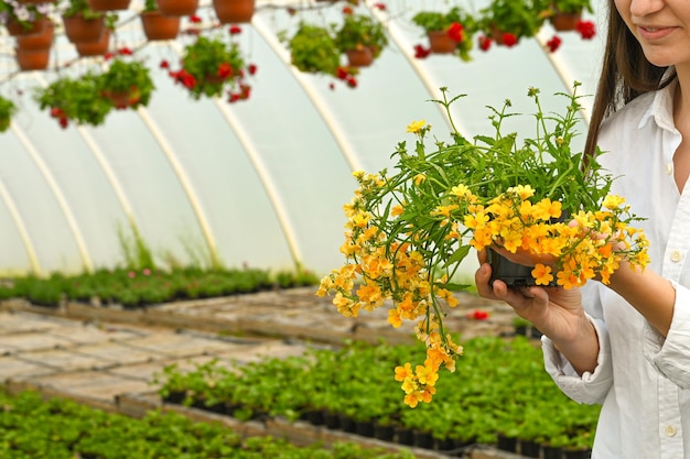 Kobieta ogrodniczka opiekująca się rośliną kwitnąca żółty kwiat zbliżenie Sadzonki kwiatów szklarniowych Kopiowanie miejsca