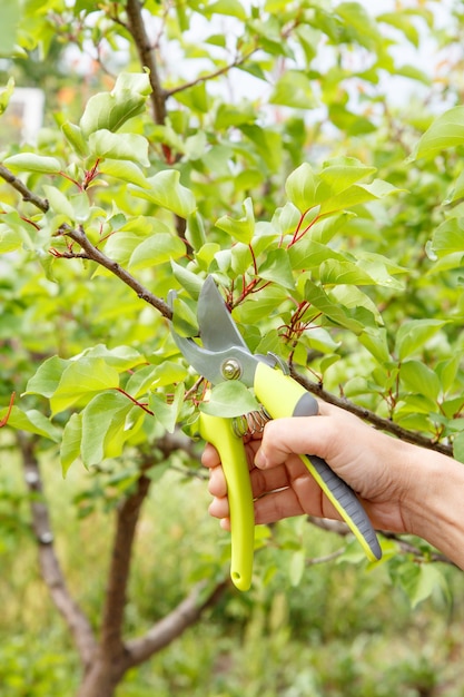 Kobieta ogrodniczka opiekuje się ogrodem. Wiosenne przycinanie drzew owocowych. Kobieta z sekatorem tnie czubki drzewa morelowego