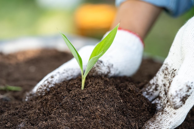 Kobieta ogrodniczka sadzi drzewo z mchem torfowym, materia organiczna poprawia glebę dla rolnictwa, ekologiczna koncepcja uprawy roślin