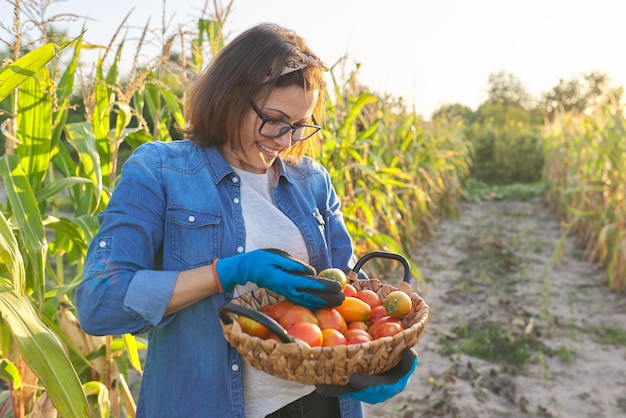 Kobieta ogrodniczka w ogród warzywny z koszem dojrzałych pomidorów. Hobby, ogrodnictwo, uprawa organicznych warzyw w przydomowym ogrodzie, zdrowa naturalna żywność, kopia przestrzeń