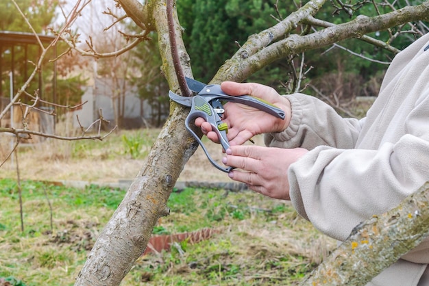 Zdjęcie kobieta ogrodniczka z nożycami nożyce wyciąć gałąź drzewa owocowego w ogrodzie na dziedzińcu ogrodnictwo