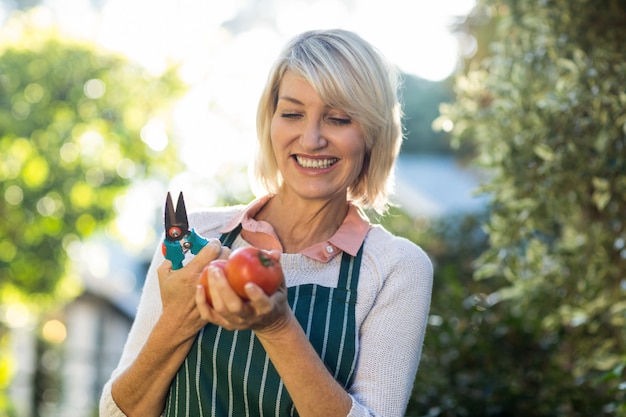 Kobieta ogrodnik gospodarstwa przycinanie nożyce i pomidory