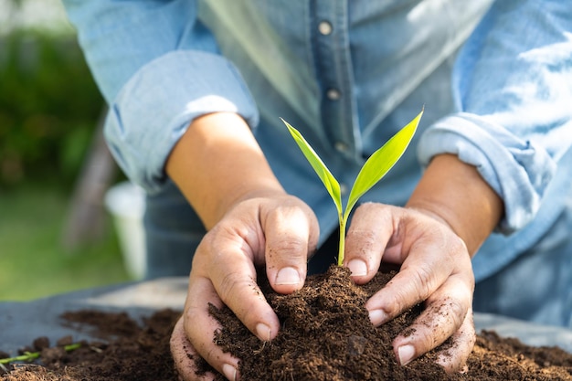 Kobieta ogrodnik sadzi drzewo materią organiczną torfowca, poprawiając glebę dla rolnictwa koncepcja ekologii uprawy roślin ekologicznych
