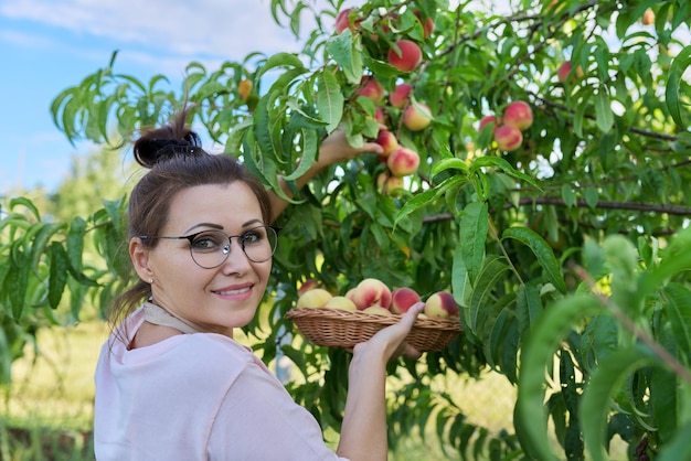 Kobieta Ogrodnik Zbieranie Dojrzałych Brzoskwiń Z Drzewa Do Kosza Zbiory Brzoskwiń Na Farmie Naturalne Organiczne Owoce Zdrowa żywność