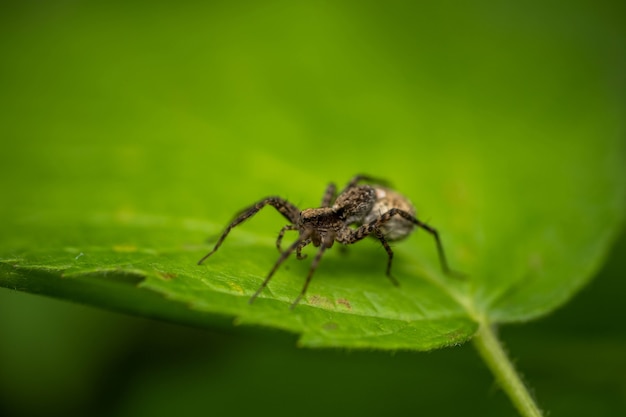 Kobieta Pająk Z Torbą Jaj. Koncepcja: Opieka, Macierzyństwo, Potomstwo