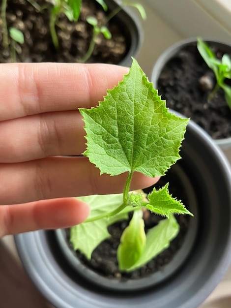 Kobieta pokazuje organiczny ogórek, który uprawia w domu na parapecie