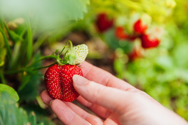 Kobieta Pracownik Gospodarstwa Ręcznie Zbioru Czerwonych świeżych Dojrzałych Truskawek Organicznych W Ogrodzie