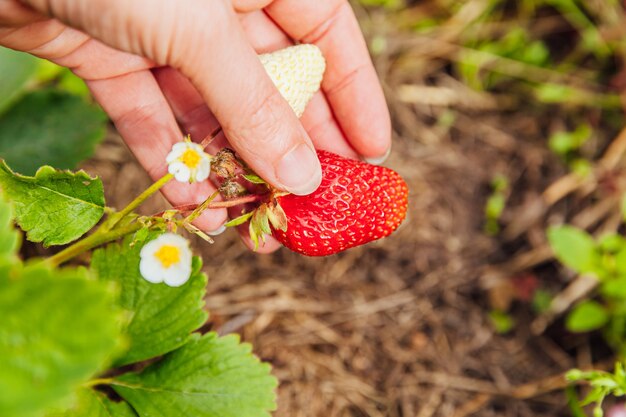 Kobieta pracownik gospodarstwa ręcznie zbioru czerwonych świeżych dojrzałych truskawek organicznych w ogrodzie