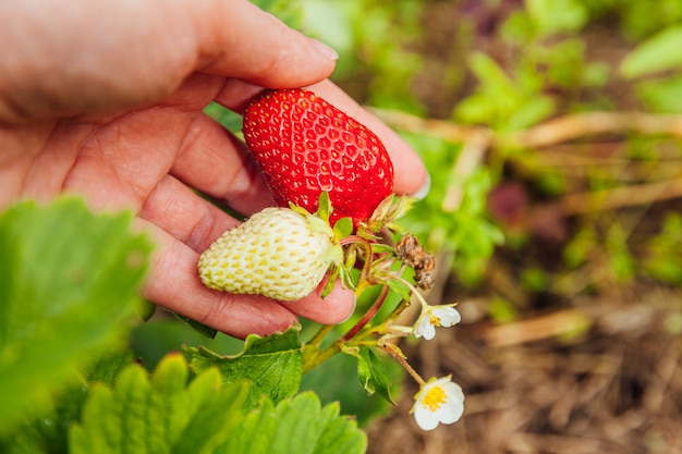 Kobieta Pracownik Gospodarstwa Ręcznie Zbioru Czerwonych świeżych Dojrzałych Truskawek Organicznych W Ogrodzie