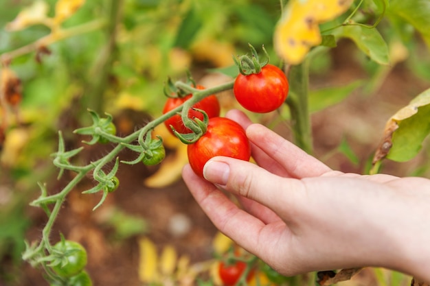 Kobieta pracownik gospodarstwa ręka zbierając świeże dojrzałe pomidory organiczne.