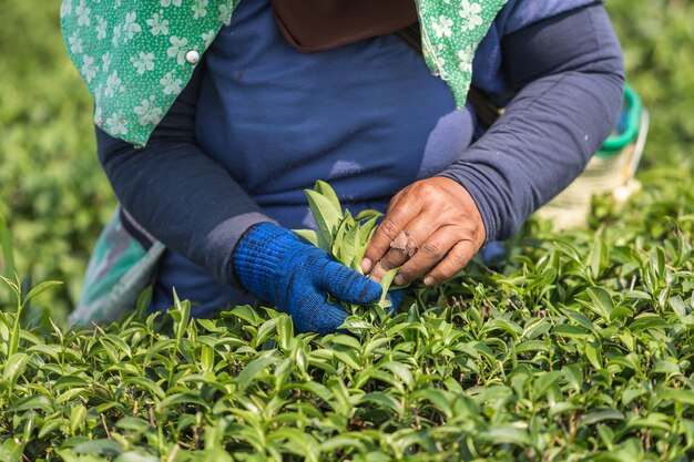 Kobieta pracownik podnosi herbacianych liście przy herbacianą plantacją w północy Tajlandia