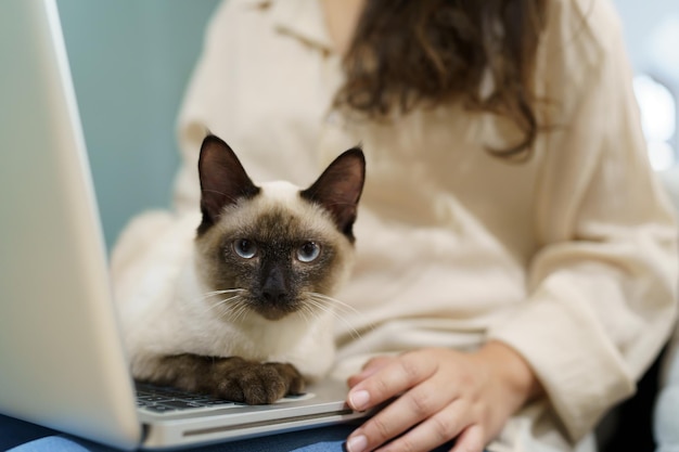 Kobieta pracująca w domu z kotem Kot śpiący na klawiaturze laptopa Asystent kot pracujący na laptopie