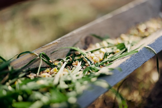 Zdjęcie kobieta pracuje na farmie i karmi swoje kurczaki zdrową żywnością, wkładając ręcznie młodą organiczną trawę i mieszankę paszową do karmników, aby je nakarmić