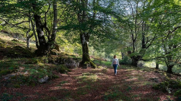 Kobieta przechadzająca się po zaczarowanym lesie bukowym ścieżką między ogromnymi drzewami Alava Hiszpania