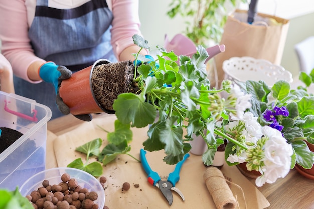 Kobieta przesadza zakupioną pelargonię kwiatową rośliny doniczkowej w większej doniczce, zbliżenie glinianej bryły z korzeniami. Uprawa i pielęgnacja roślin doniczkowych w pomieszczeniach. Hobby i wypoczynek, ogrodnictwo domowe