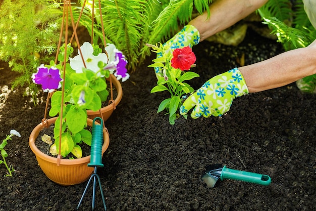 Kobieta ręce kwiaciarni pracująca w szklarni z narzędziami ogrodniczymi