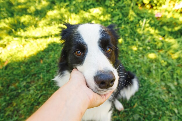 Kobieta ręcznie głaszcząc szczeniaka psa rasy border collie w letnim ogrodzie lub parku miejskim na świeżym powietrzu.