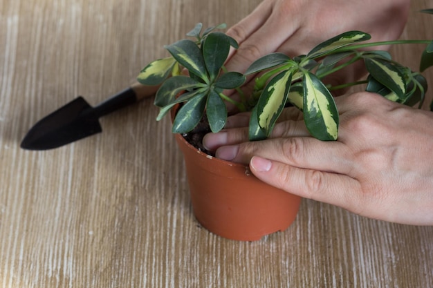 Kobieta ręcznie sadząc cięcie Schefflera arboricola lub karłowatego drzewa parasolowego o nazwie do doniczki z ziemią na drewnianym tle