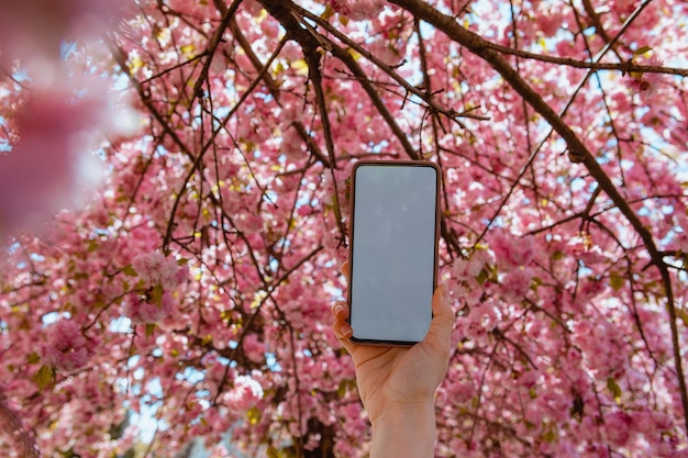 Kobieta ręka trzyma telefon z białym ekranem kwitnące drzewo sakura na tle kopii przestrzeni nadchodzi wiosna