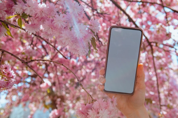 Kobieta ręka trzyma telefon z białym ekranem kwitnące drzewo sakura na tle kopii przestrzeni nadchodzi wiosna