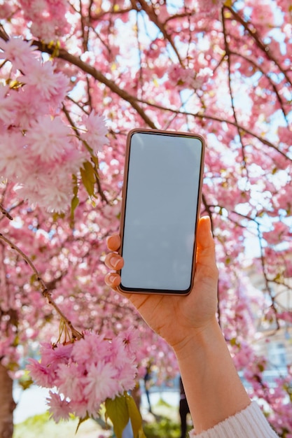 Kobieta ręka trzyma telefon z białym ekranem kwitnące drzewo sakura na tle