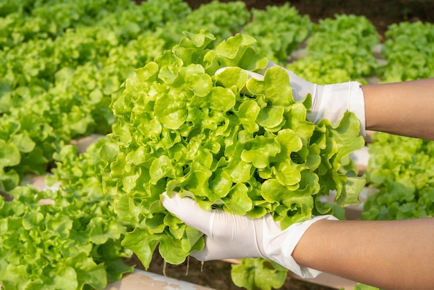 Kobieta ręka trzyma Warzywa w inteligentnej szklarni Pionowa roślina farmy hydroponicznej na tle Ekologiczne świeże warzywa zebrane Pole uprawy rolnictwo Gospodarstwo sałatkowe dla zdrowia
