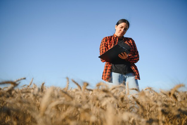 Kobieta rolnik agronom pracujący w polu zboża i planujący dochód żniw Kobieta badająca i sprawdzająca kontrolę jakości płodów rolnych Zarządzanie rolnictwem i agrobiznes