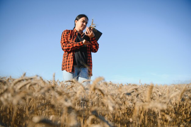 Kobieta Rolnik Agronom Pracujący W Polu Zboża I Planujący Dochód żniw Kobieta Badająca I Sprawdzająca Kontrolę Jakości Płodów Rolnych Zarządzanie Rolnictwem I Agrobiznes