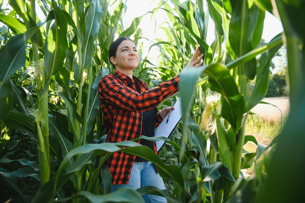 Kobieta rolnik na polu kolb kukurydzy