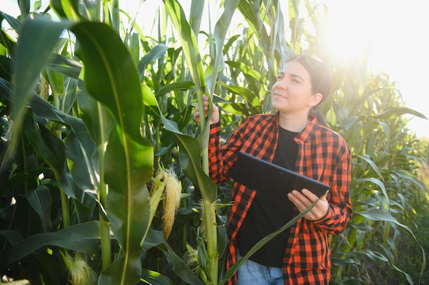 Kobieta rolnik na polu kolb kukurydzy