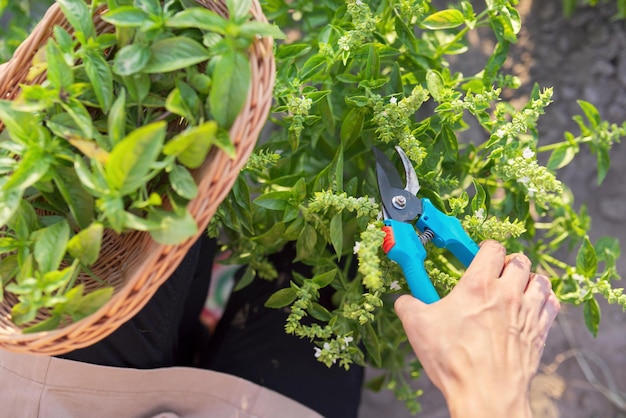 Kobieta rolnik ogrodnik tnie bazylię z sekatorem, liście w koszu, zbiory zielonych ziół, naturalne organiczne przyprawy