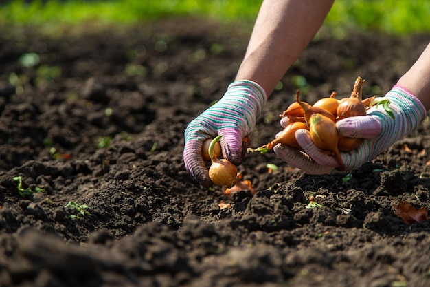 Kobieta-rolnik sadzi cebulę w swoim ogrodzie Selektywne skupienie