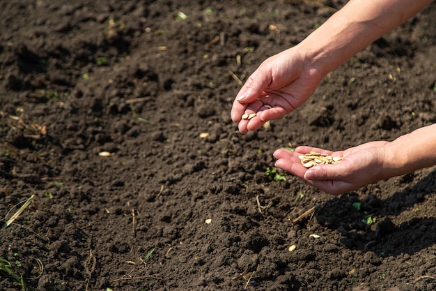 Kobieta-rolnik sadzi nasiona w ogrodzie Selektywne skupienie
