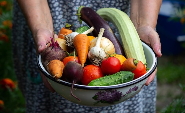 Kobieta rolnika trzyma warzywa w dłoniach Selektywne fokus
