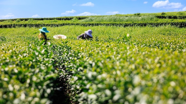 Kobieta Rolników Zbierająca Małe Liście Zielonej Herbaty Na Plantacji Herbaty