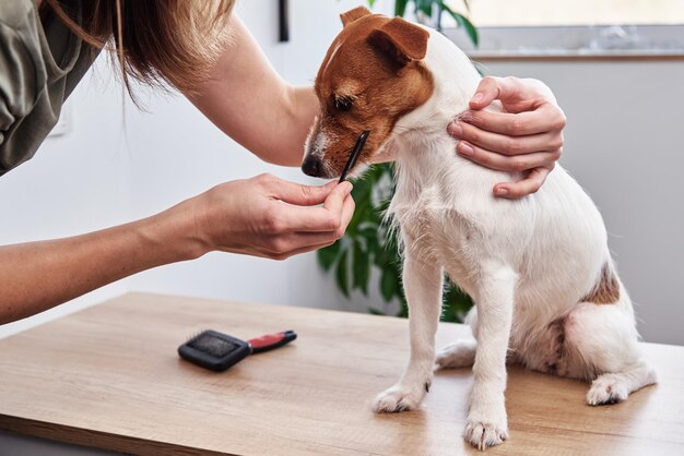 Zdjęcie kobieta szczotkująca psa, właścicielka czesząca swojego jack russell terriera, opieka nad zwierzętami