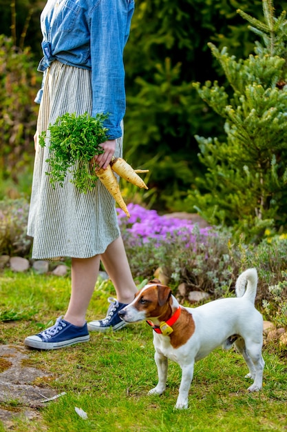 Zdjęcie kobieta trzyma buraki w pobliżu psa w ogrodzie w okresie wiosennym